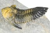 Flying Hollardops Trilobite With Gerastos - Multi-Toned Shell #384186-2